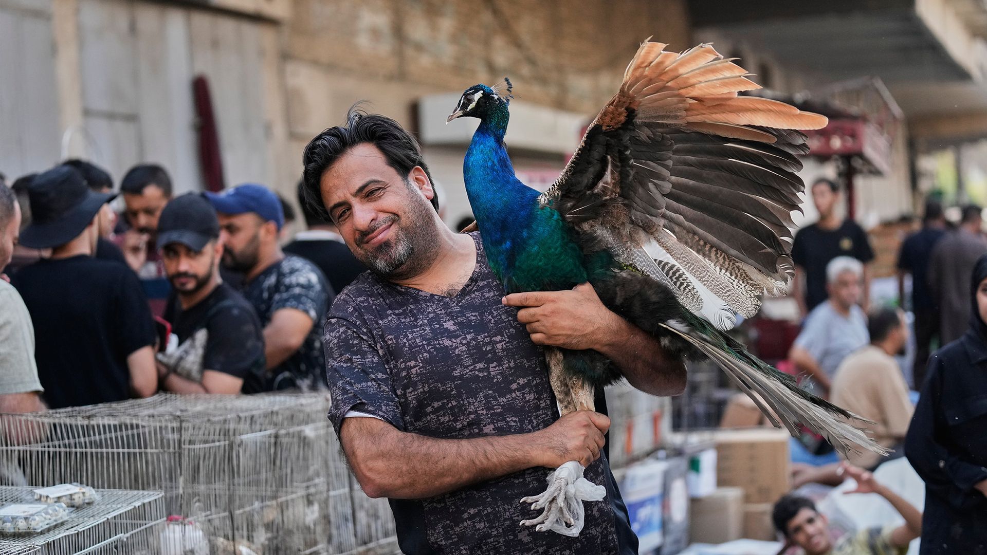 
                                A vendor lifts a peacock at the Pet Market in Baghdad, Iraq
                            