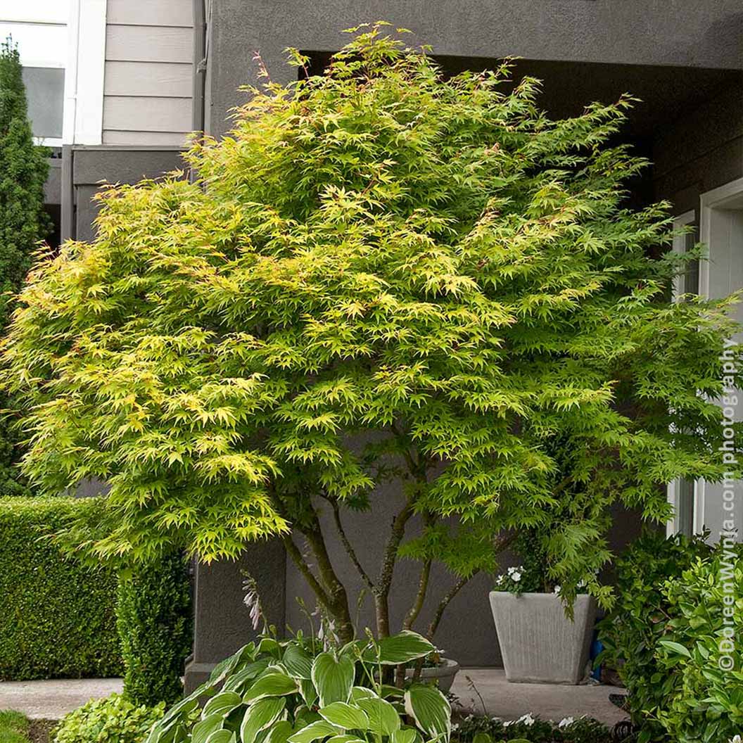 Coral Bark Japanese Maple Tree