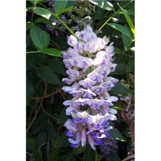 Blue Moon Wisteria Vine