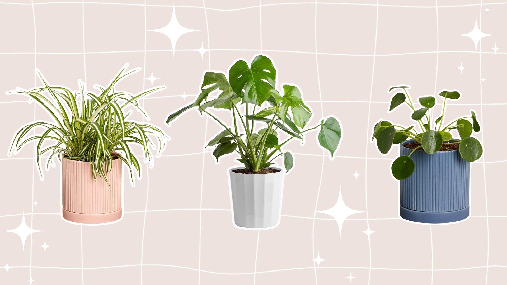 The best plants for dorm rooms that'll brighten up any sad space Real
