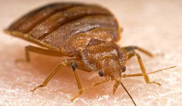 bedbug-on-skin-100617-02