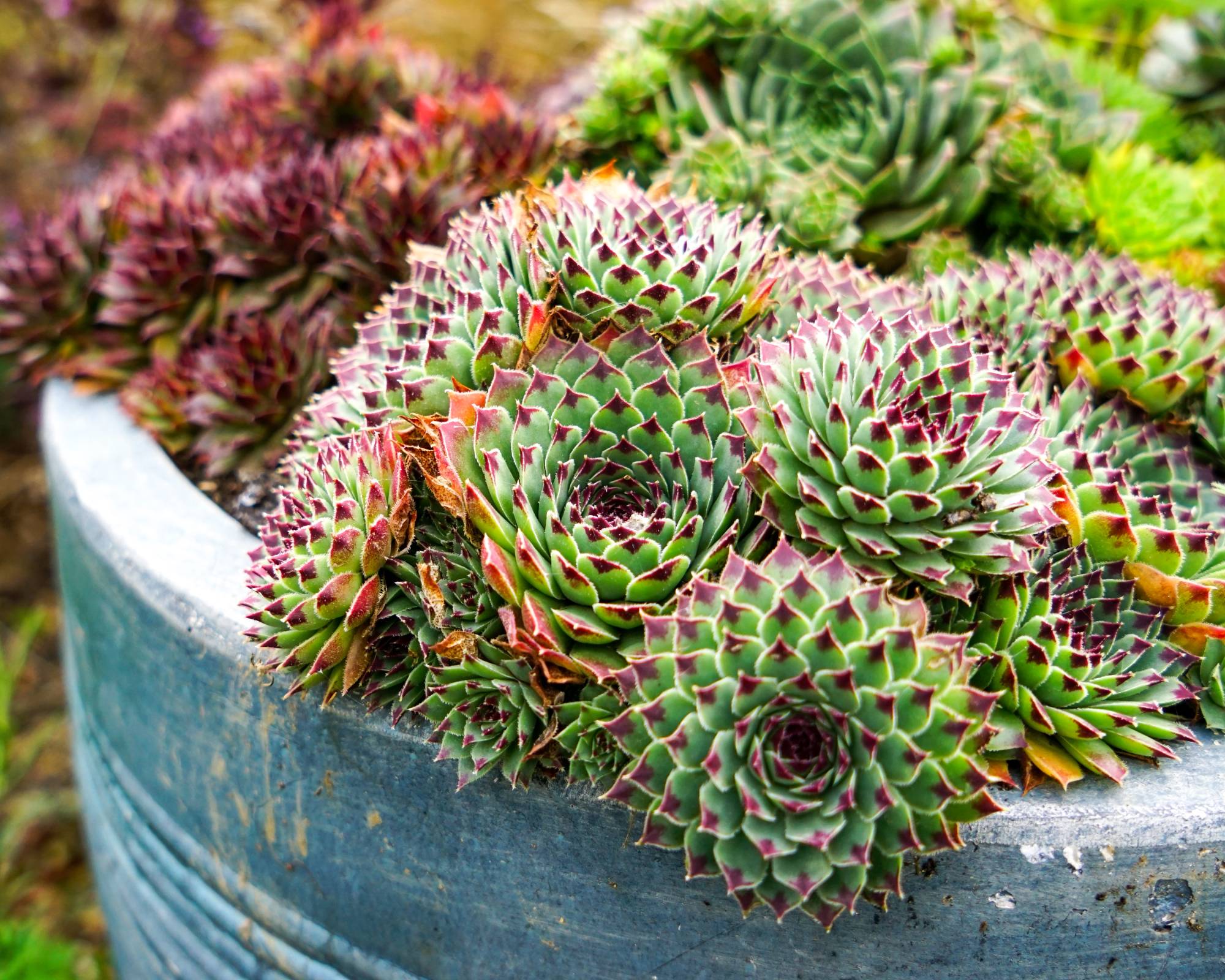 Hens and chicks plants in container garden