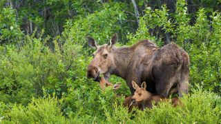 Cow moose with twin calves