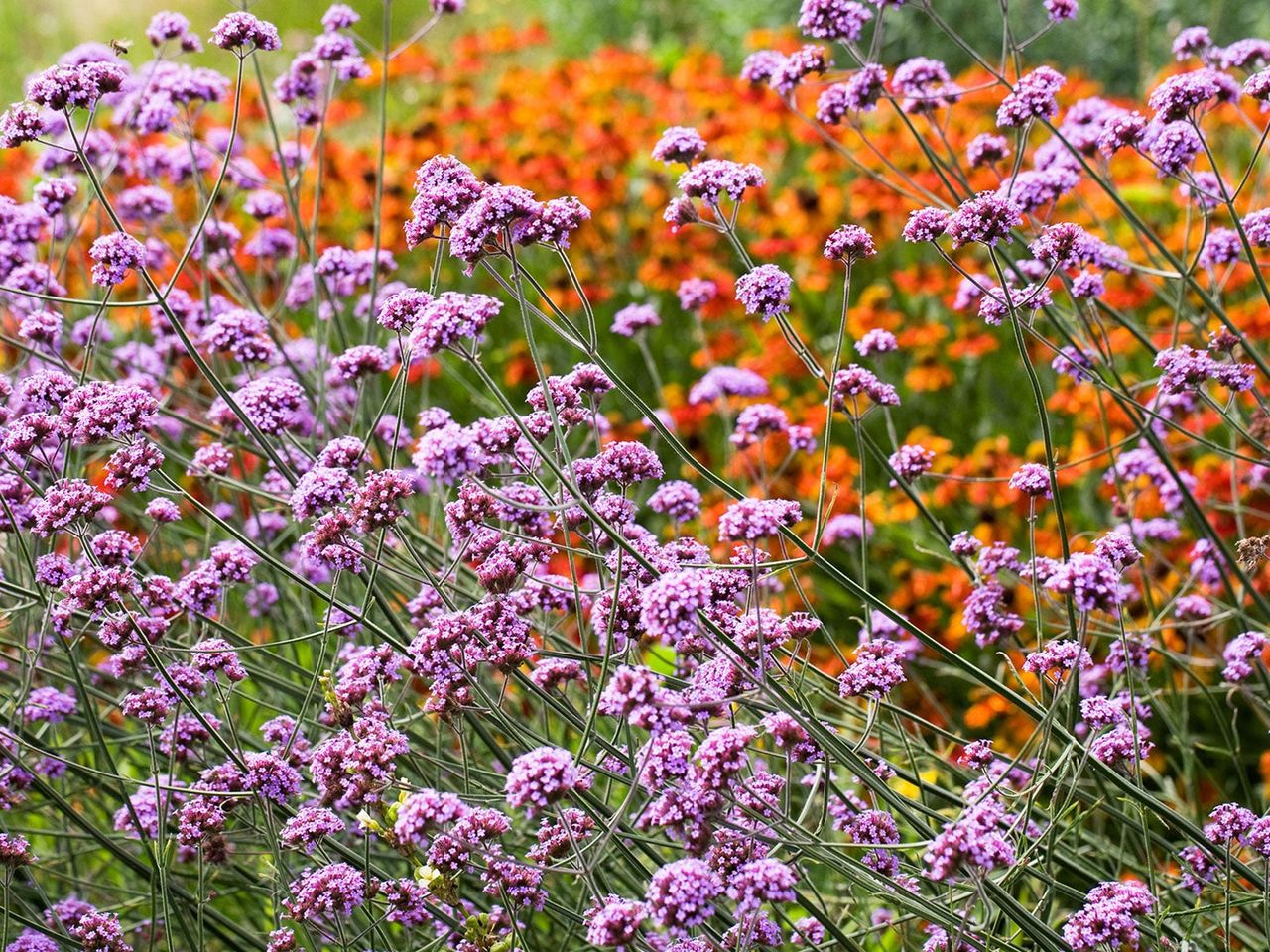 verbena bonariensis flowering in summer border