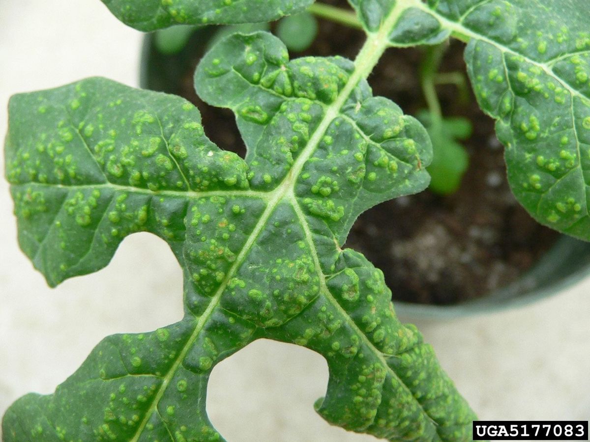 浮腫とは何か：植物の浮腫を治療するためのヒント