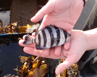 Small fish found on tsunami boat