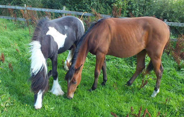 Frodo-and-Izzy-grazing-in-their-new-home.jpg