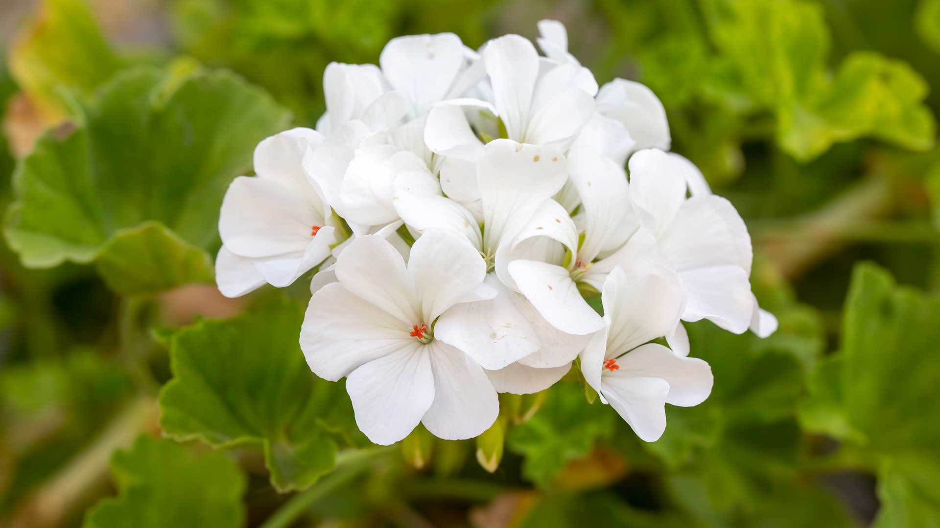 white pelargonium flower