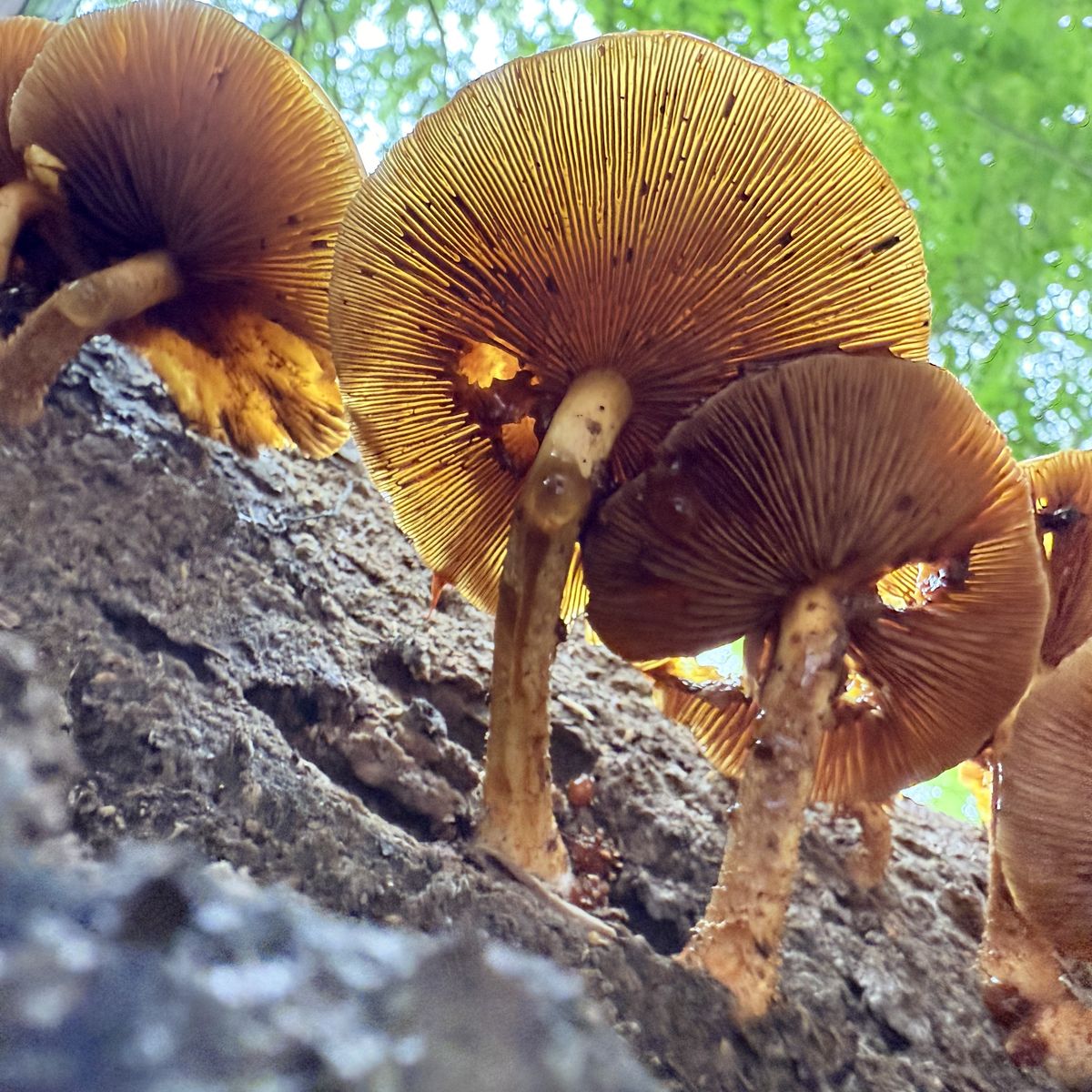 Muestras de fotos hechas con el iPhone 16 Pro