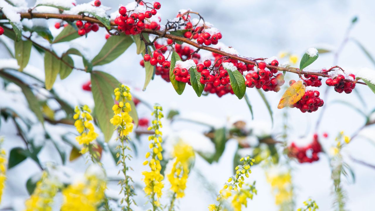 branches and stesm of yellow mahonia and red cotoneaster in a snowy winter garden