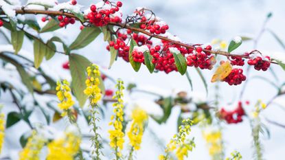 branches and stesm of yellow mahonia and red cotoneaster in a snowy winter garden