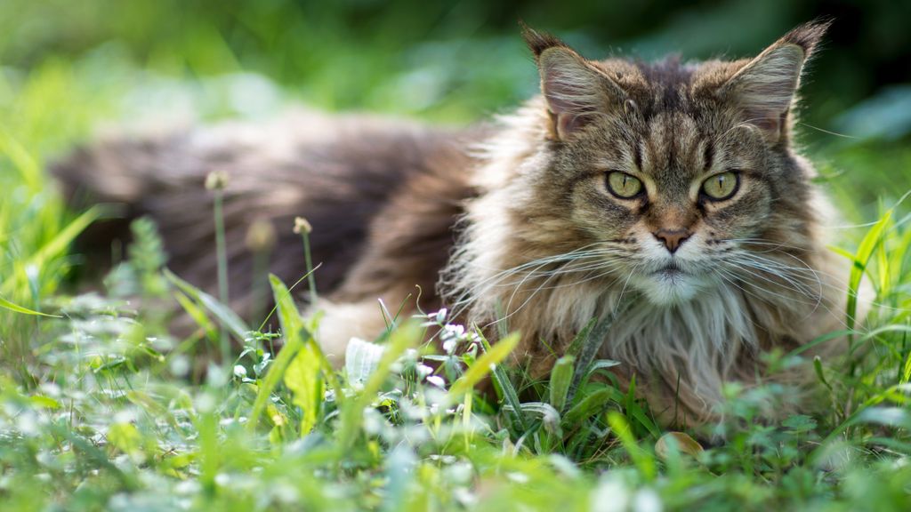 32 cat breeds that prefer being outdoors | PetsRadar