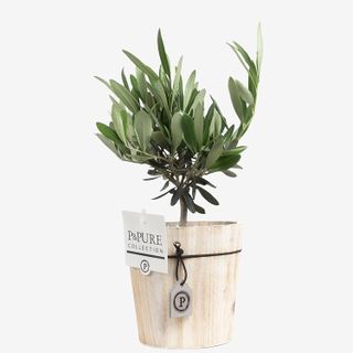 Mini Olive Tree with Pot, Houseplant Real Indoor Plant for Office, Home, Bedroom, Kitchen and Living Room