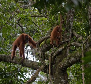 orangutans in tree