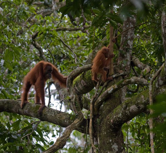 orangutans in tree