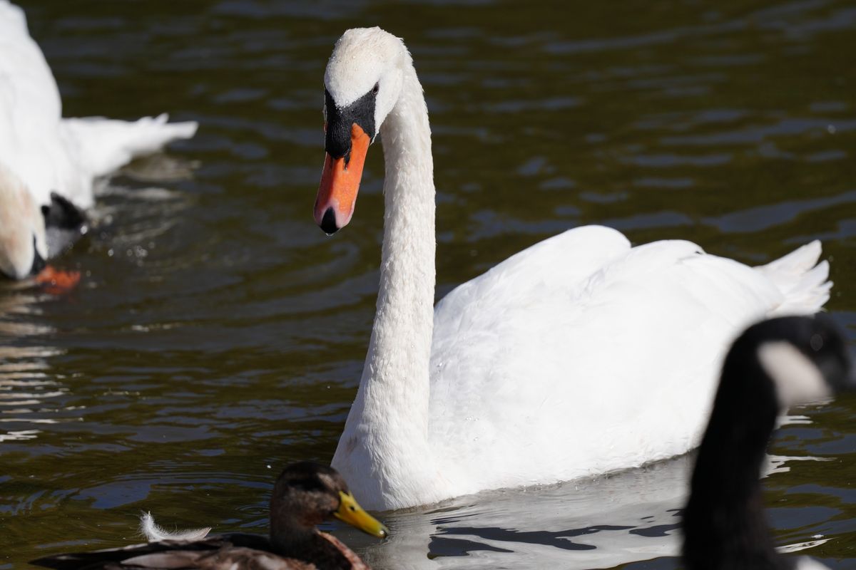 Sony FE 600mm f/6.3 GM OSS sample image