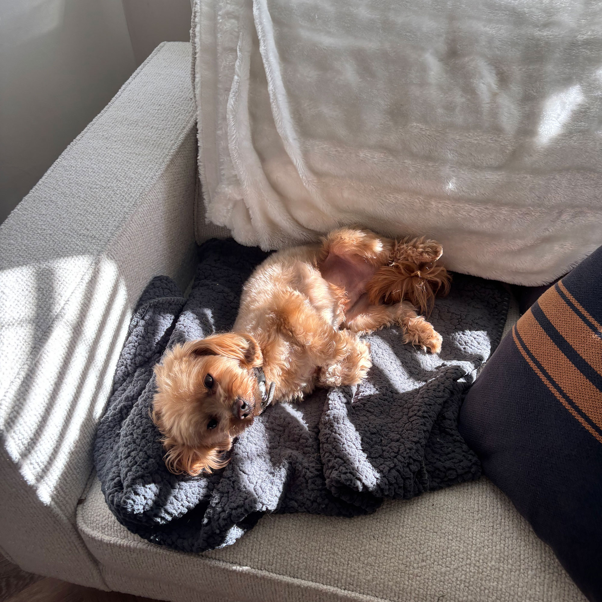 Golden maltipoo dog lying on dark grey throw on grey sofa