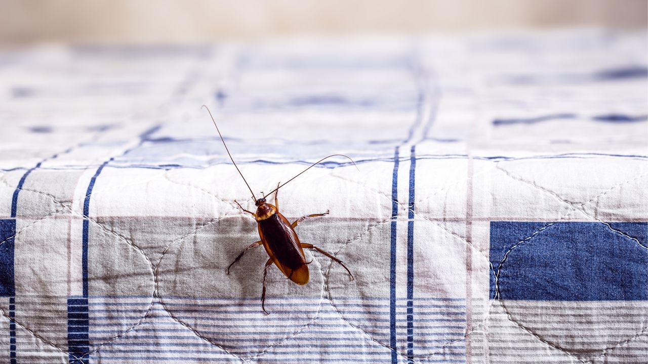 Cockroach facts are useful to know. Here is a brown cockroach on blue and white bed cover