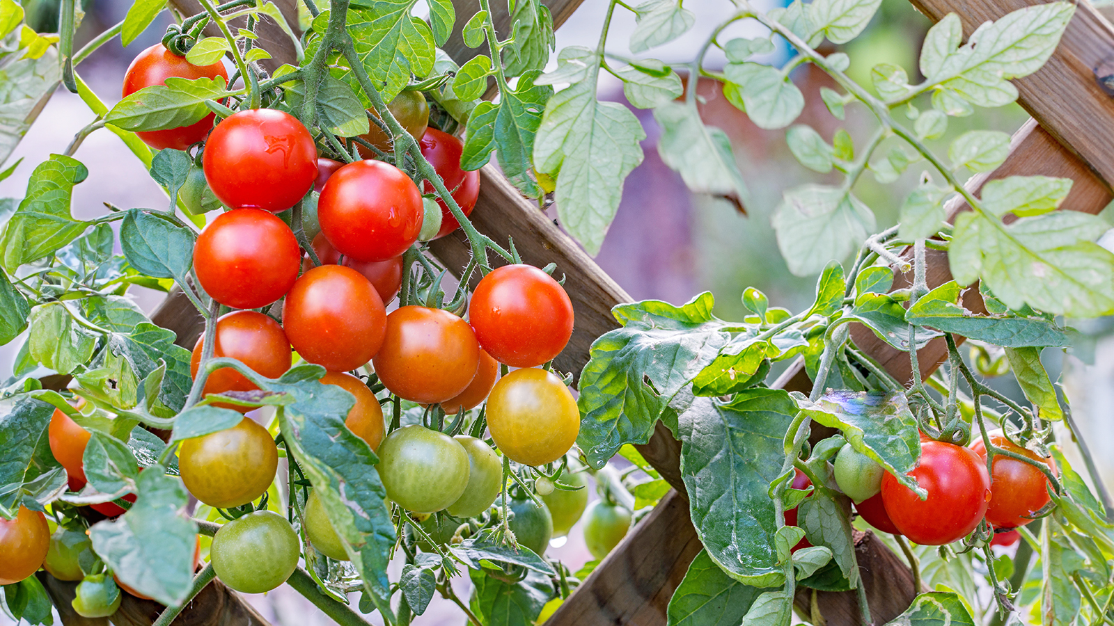 Cherry tomatoes growing against trellis