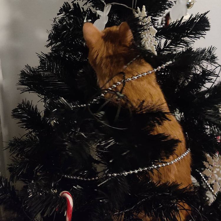 10 photos of cats vs Christmas trees that prove felines love getting