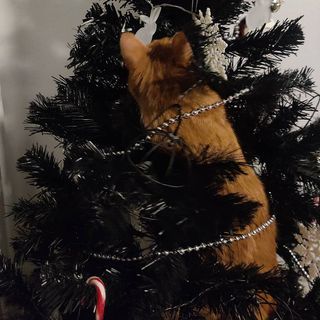 cat attacking a Christmas tree