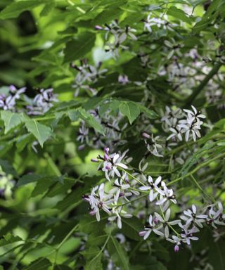 White flowers of the poisonous Chinaberry tree in summer