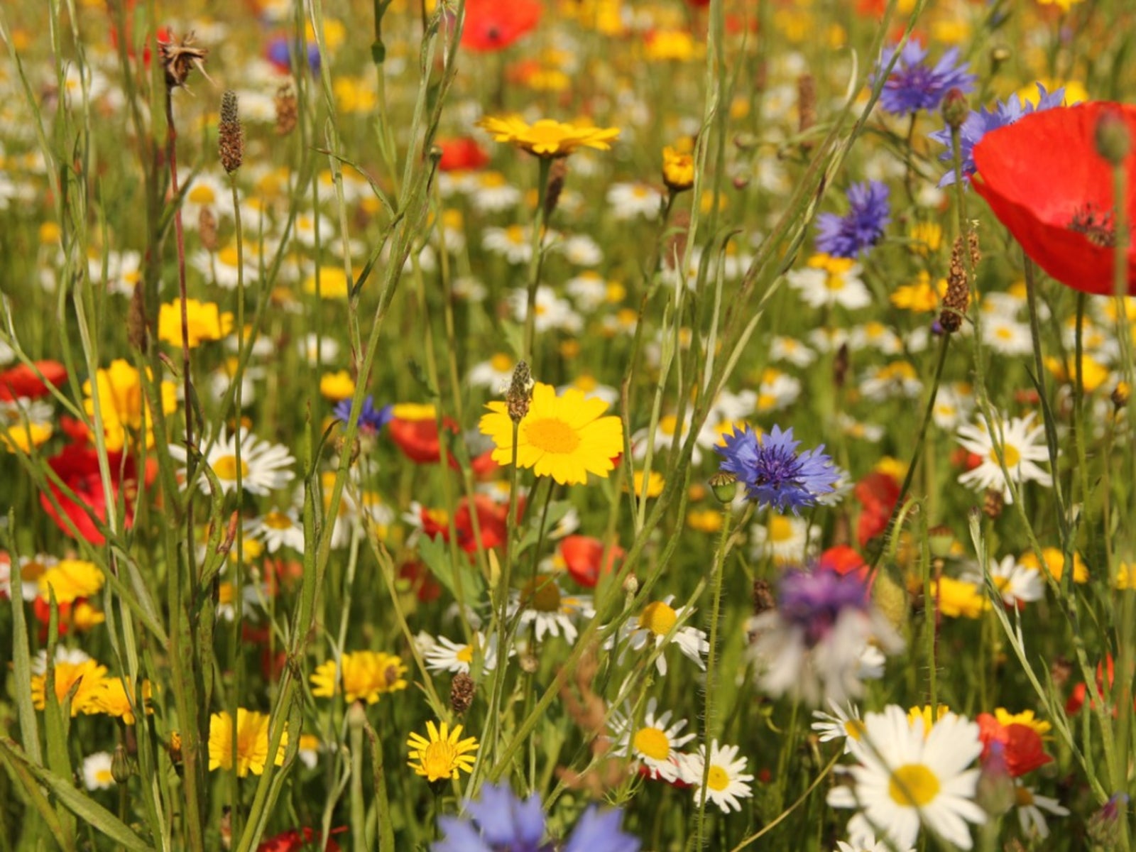 When To Sow Wildflower Seeds - Creating A Wildflower Garden