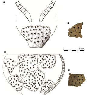 Drawings of reconstructed sieve vessels and photographs of sieve fragments from the region of Kuyavia, Poland, that were analyzed for milk residues.