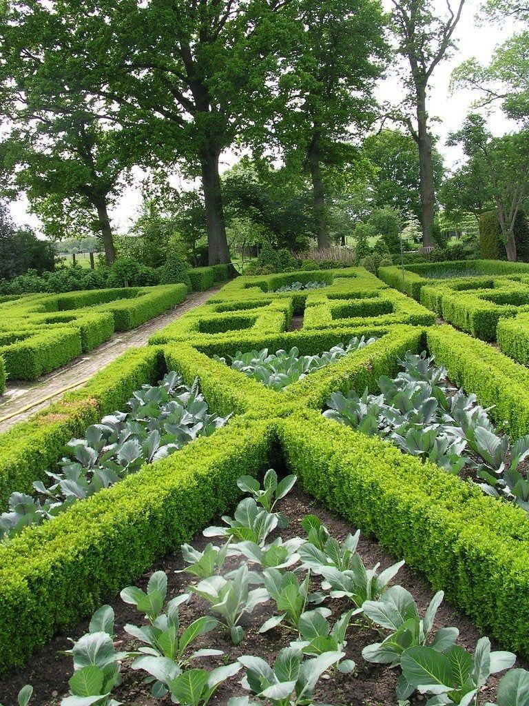 Geometric Shaped Hedges In Garden