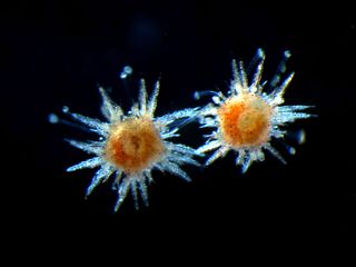 Urchins undergo metamorphosis from a larval form to an adult form.