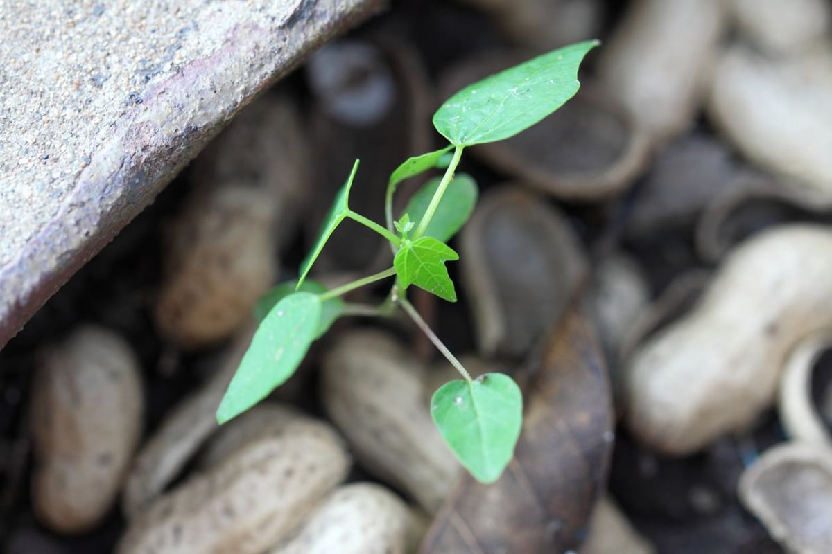 Damping Off Disease Of Papaya