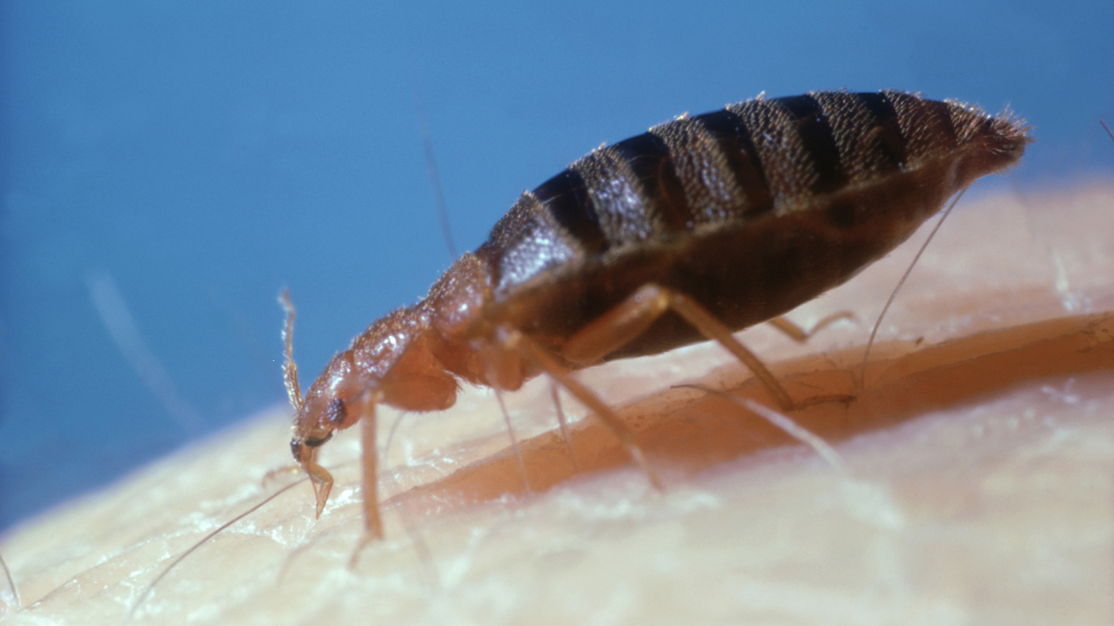 Closeup of bedbug on human skin