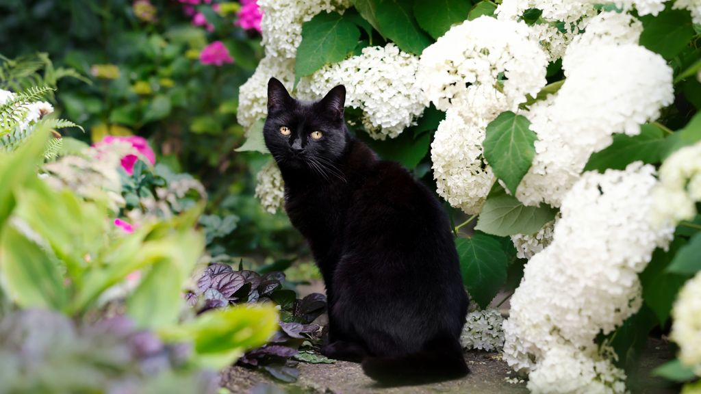Are Hydrangeas Poisonous To Cats? How To Keep Kitties Safe | Gardening ...