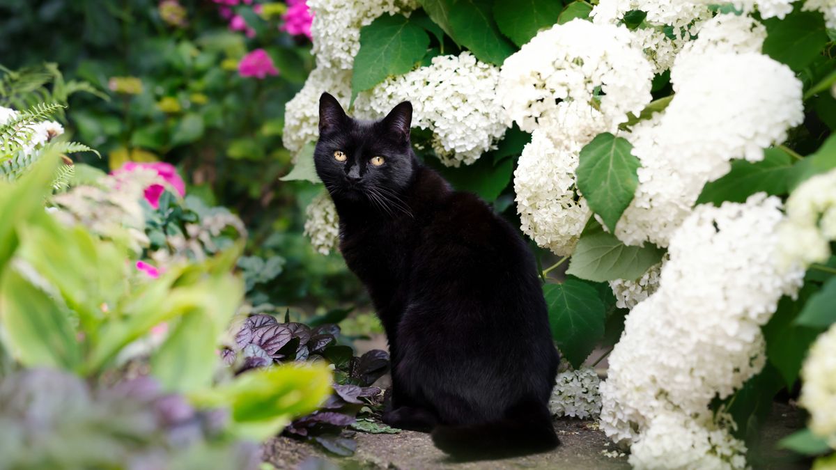 Are Hydrangeas Poisonous To Cats? How To Keep Kitties Safe | Gardening ...