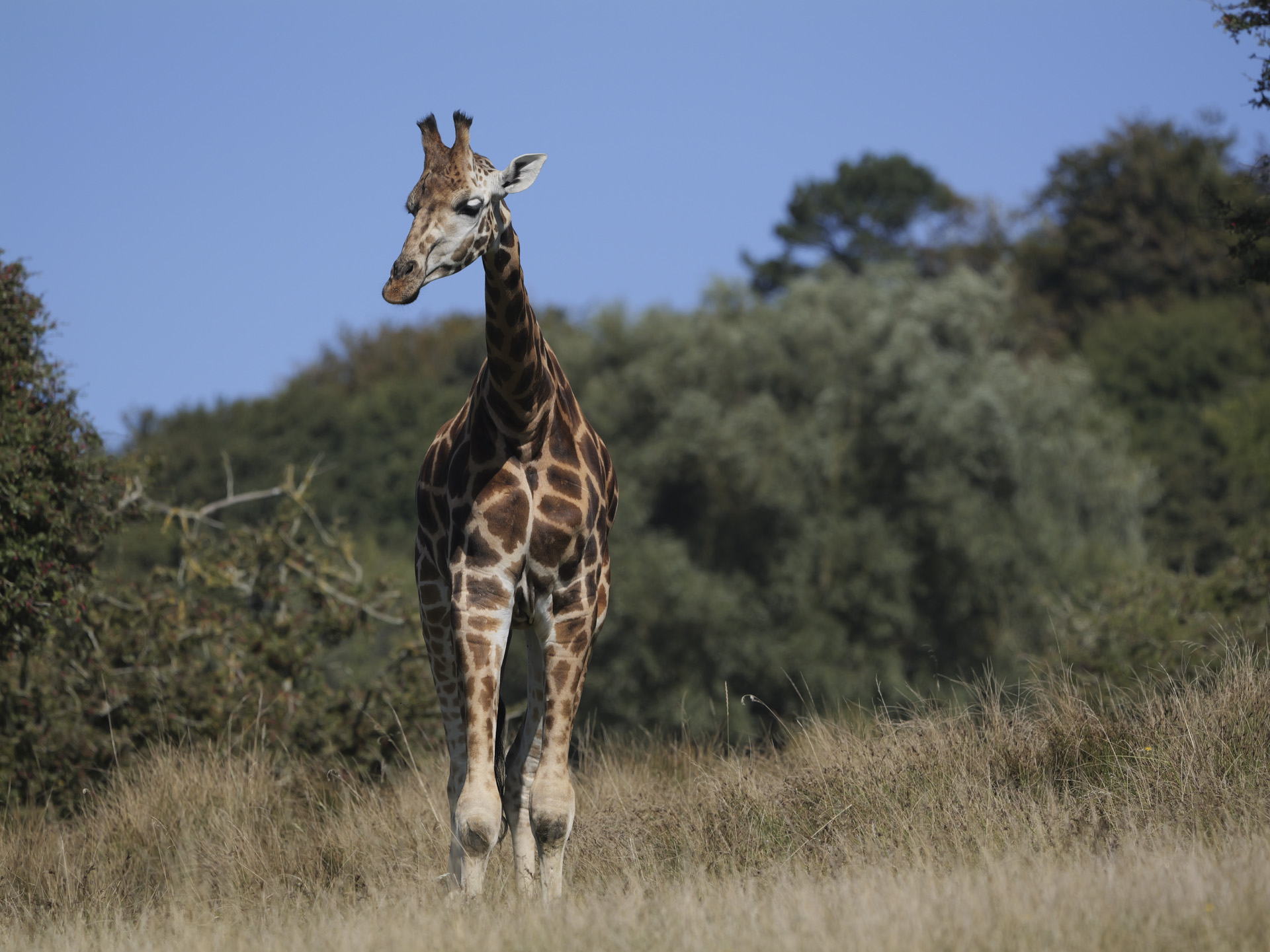 Giraffe in bright sunlight, shot with Lumix G9 II and 200mm F2.8 lens