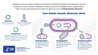 Infographic with text that reads: "Antibiotic use can lead to antibiotic resistance. Antibiotics kill germs like bacteria, but the resistant survivors remain. Resistance traits can be inherited generation to generation. They can also pass directly from germ to germ by way of mobile genetic elements." Following the text, there are drawings of three types of mobile genetic elements, accompanied by descriptions. They read: "Plasmids - Circles of DNA that can move between cells;" "Transposons - Small pieces of DNA that can go into and change the overall DNA of a cell. These can move from chromosomes (which carry all the genes essential for germ survival) to plasmids and back." and finally "Phages - Viruses that attack germs and can carry DNA from germ to germ." These three description are following by a final image, that shows how each of these elements passes between bacterial cells.