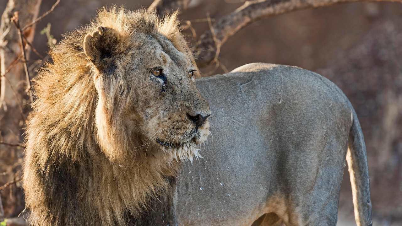 An Asiatic lion in Sasan Gir National Park. 