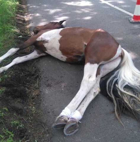 DeadPony