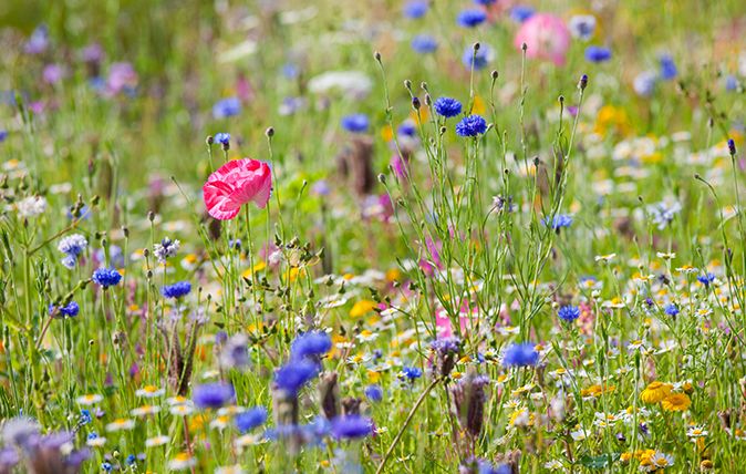 british wild flowers in relation to ‥ 91+4divxngL._UF350,350_QL50_.jpg