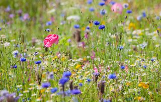 Wildflowers of Britain