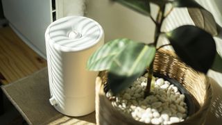 air humidifier next to a plant indoors