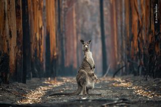 Wildlife Photographer of the Year People choice image kangaroo