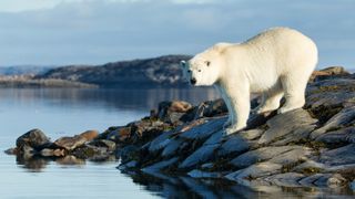 A photo of a polar bear looking at the camera while standing on a shore line