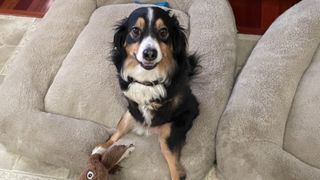 Disabled dog Tobi sitting on couch looking at camera