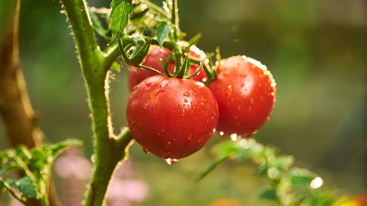 tomato plant watering guide