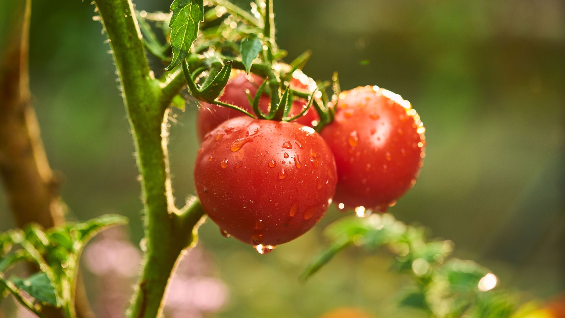 How often should you water tomato plants and when should you do it