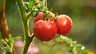 A tomato plant showing three ripe tomatoes covered in moisture