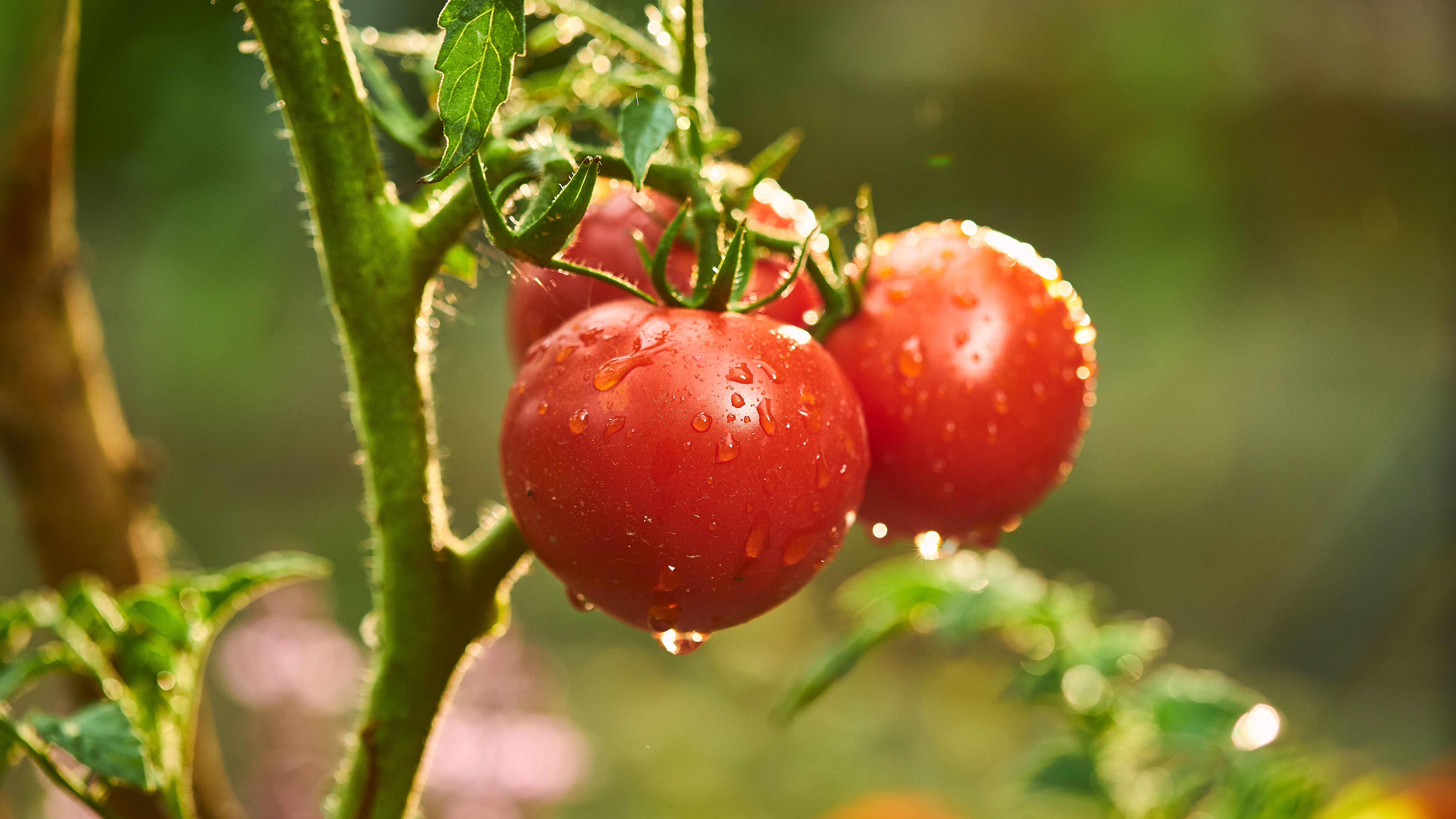 A tomato plant showing three ripe tomatoes covered with moisture