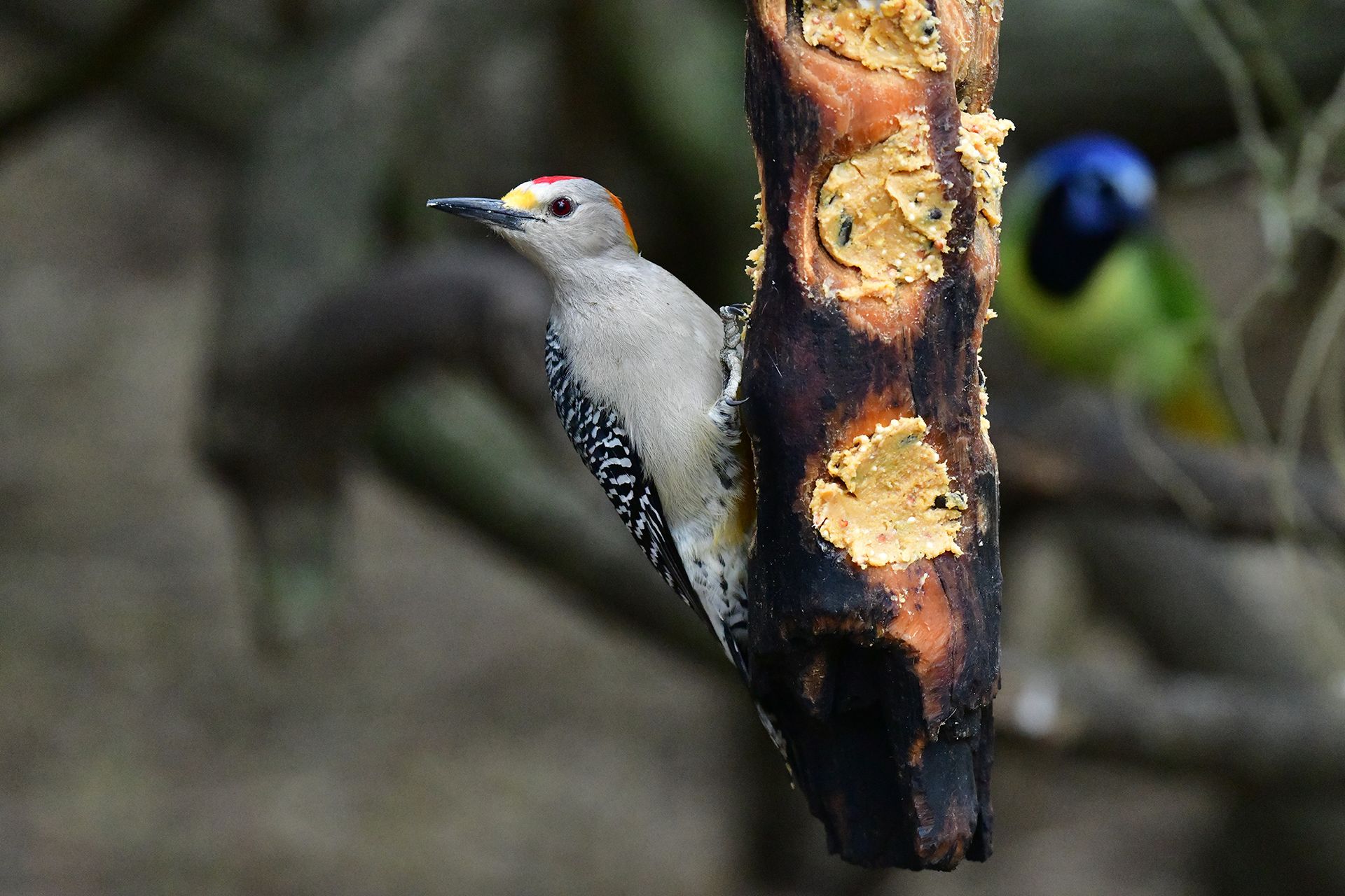 How to make fat balls for birds easy steps feed our feathered friends