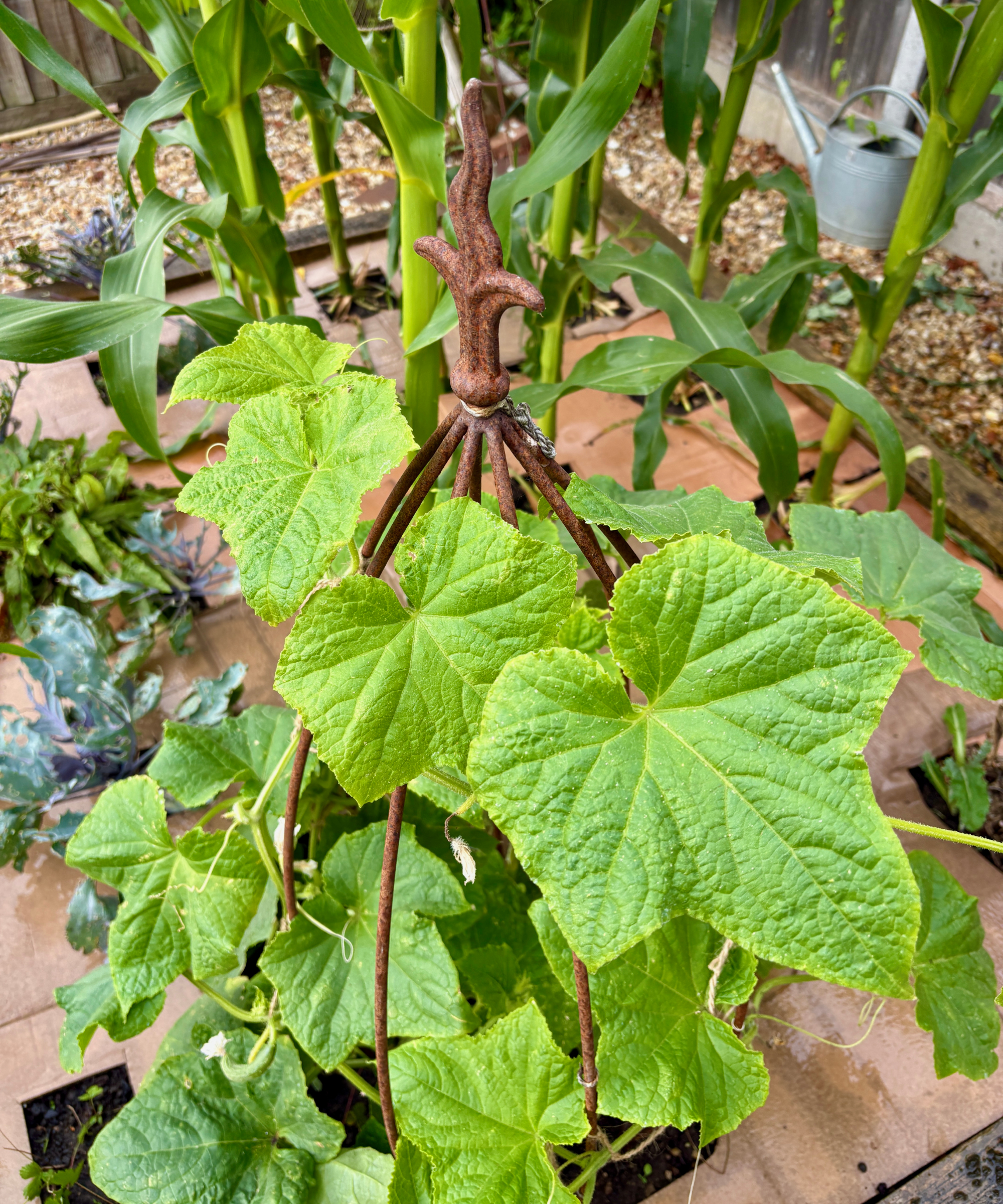 Cucumber growing in a raised bed mulched with cardboard